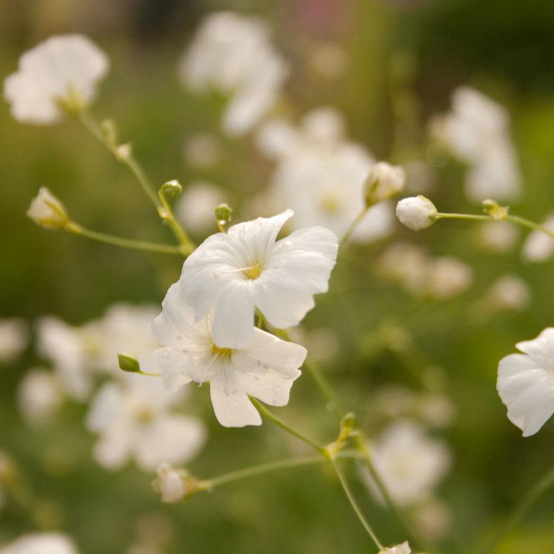 1,000 Babys Breath Seeds for Planting - Easy to Grow Annual Flowers