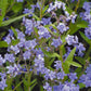 Forget-Me-Not, Chinese (pack) - Grow Organic Forget-Me-Not, Chinese (pack) Flower Seed & Bulbs
