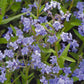 Forget-Me-Not, Chinese (1/4 lb) - Grow Organic