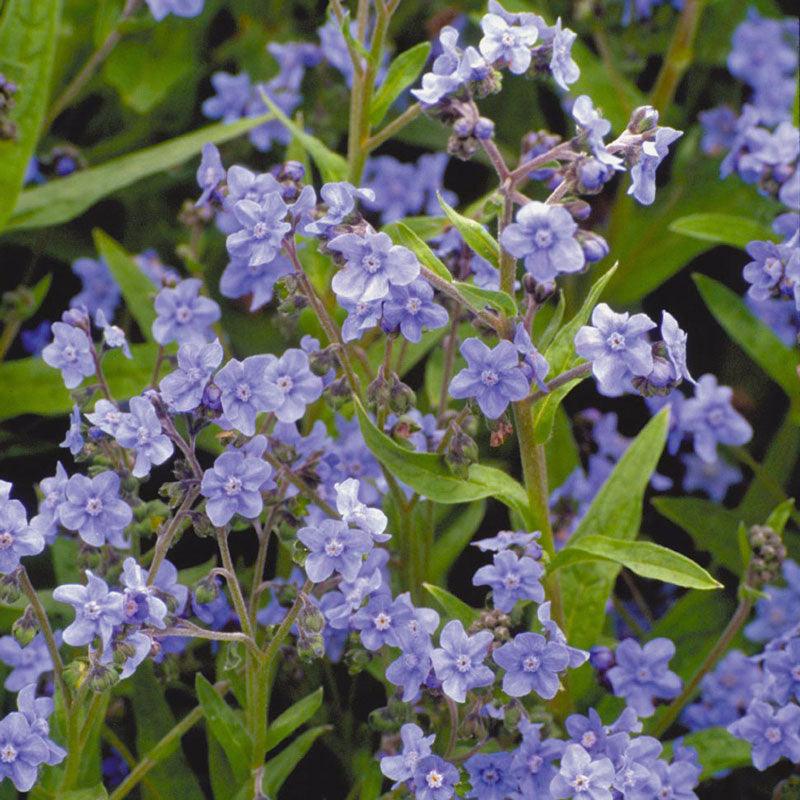 Forget-Me-Not, Chinese (1/4 lb) - Grow Organic