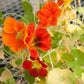 Nasturtium, Dwarf Jewel Mix (1/4 lb) - Grow Organic Nasturtium, Dwarf Jewel Mix (1/4 lb) Flower Seeds