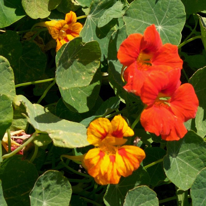 Nasturtium, Dwarf Jewel Mix (pack) - Grow Organic Nasturtium, Dwarf Jewel Mix (pack) Flower Seeds