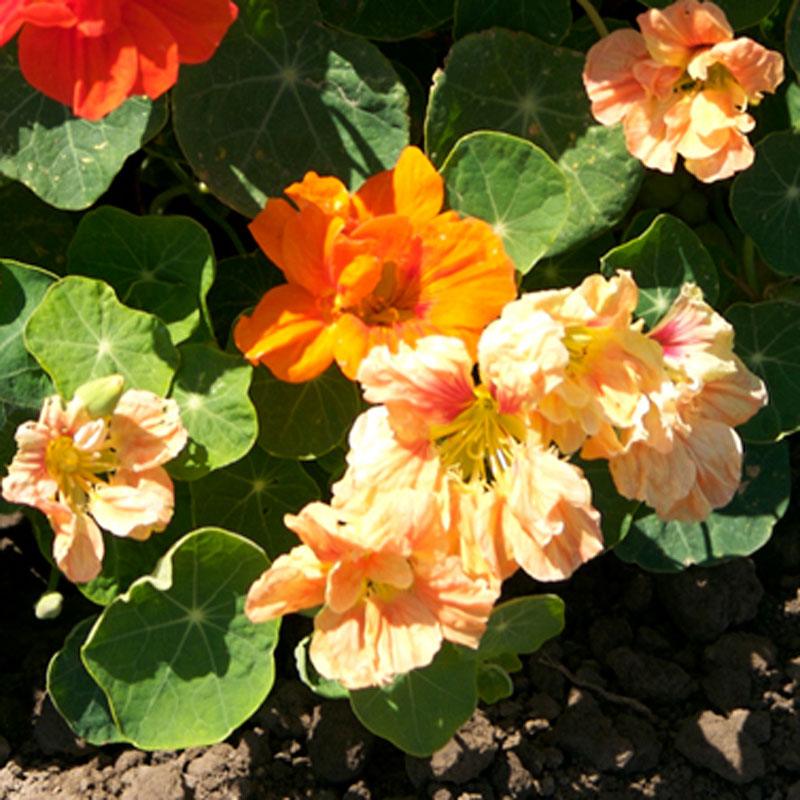 Nasturtium, Dwarf Jewel Mix (pack) - Grow Organic Nasturtium, Dwarf Jewel Mix (pack) Flower Seeds