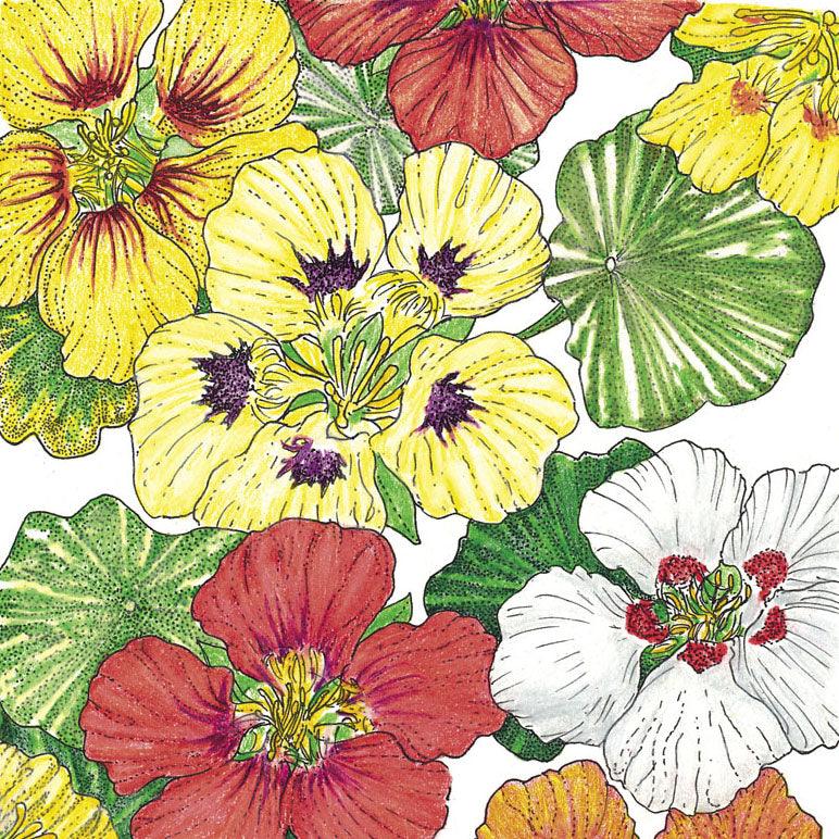 Nasturtium, Dwarf Jewel Mix (pack) - Grow Organic Nasturtium, Dwarf Jewel Mix (pack) Flower Seeds