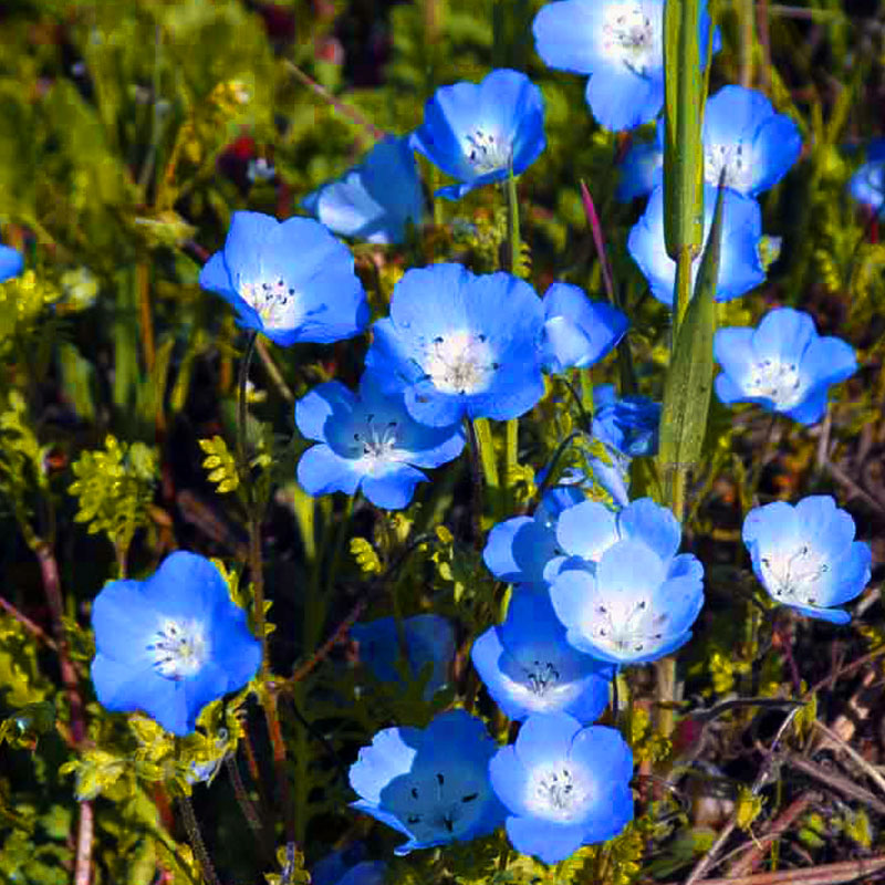 Baby Blue Eyes (pack) - Grow Organic Baby Blue Eyes (pack) Flower Seeds