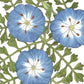 Baby Blue Eyes (pack) - Grow Organic Baby Blue Eyes (pack) Flower Seeds