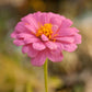 Zinnia, California Mix (1/4 lb) - Grow Organic Zinnia, California Mix (1/4 lb) Flower Seeds