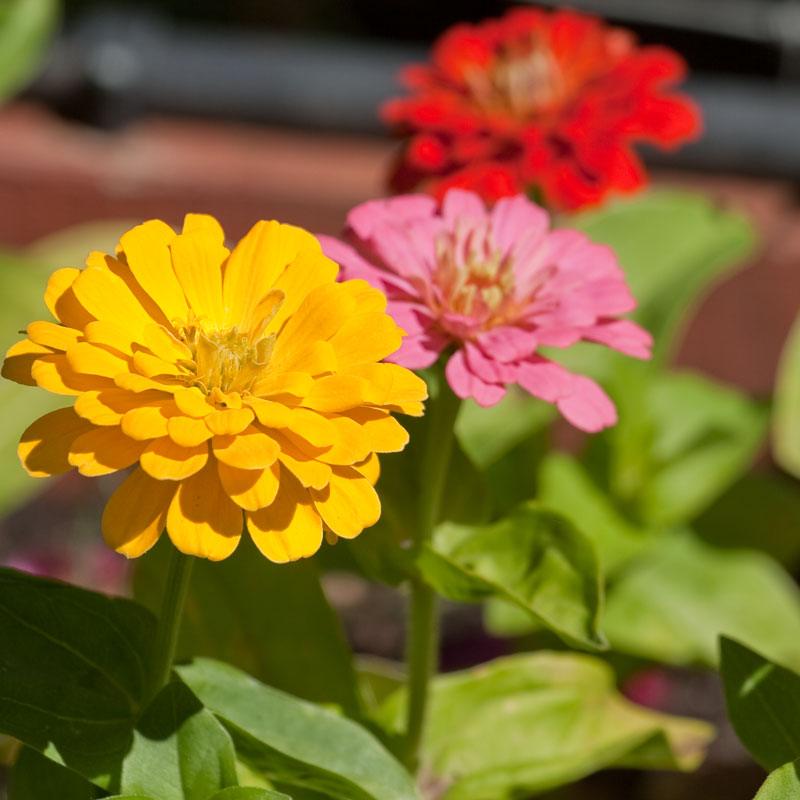 Zinnia, California Mix (pack) - Grow Organic Zinnia, California Mix (pack) Flower Seeds