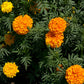 Marigold, African (1/4 lb) - Grow Organic Marigold, African (1/4 lb) Flower Seeds