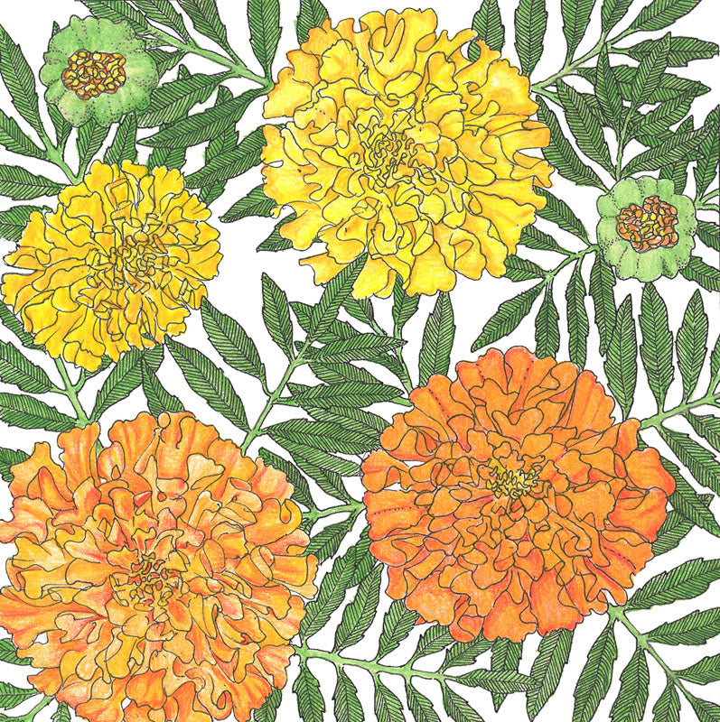 Marigold, African (pack) - Grow Organic Marigold, African (pack) Flower Seeds
