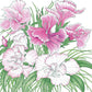 Sweet William (pack) - Grow Organic Sweet William (pack) Flower Seeds