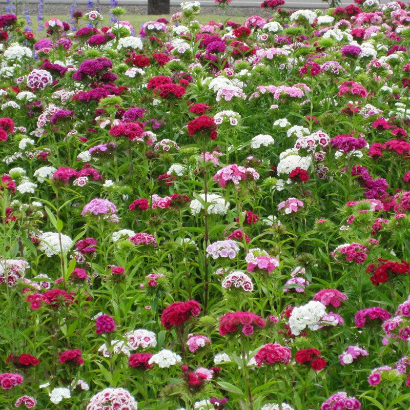 Sweet William (pack) - Grow Organic Sweet William (pack) Flower Seeds