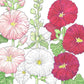 Hollyhock (pack) - Grow Organic Hollyhock (pack) Flower Seed & Bulbs