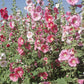 Hollyhock (pack) - Grow Organic Hollyhock (pack) Flower Seed & Bulbs
