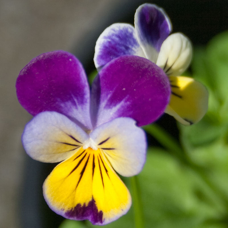 Johnny Jump Up Viola (pack) - Grow Organic Johnny Jump Up Viola (pack) Flower Seed & Bulbs