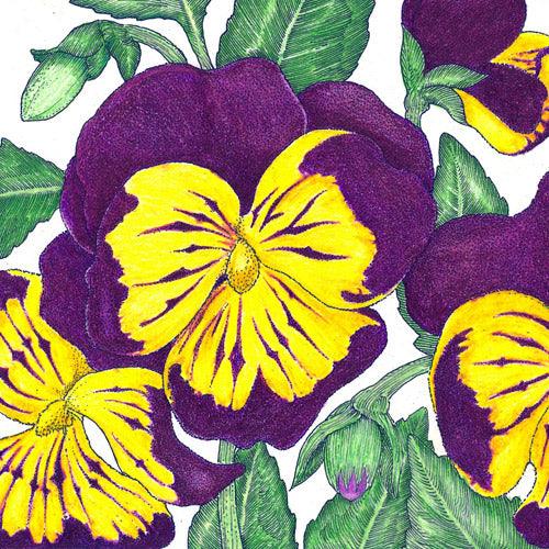 Johnny Jump Up Viola (pack) - Grow Organic Johnny Jump Up Viola (pack) Flower Seed & Bulbs