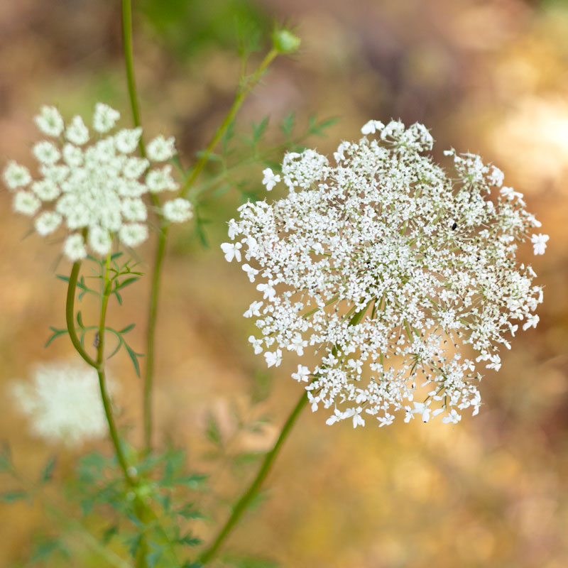 Queen Anne's Lace (pack) - Grow Organic Queen Anne's Lace (pack) Flower Seeds