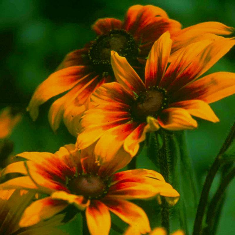 Renee's Garden Rudbeckia Cappuccino (Butterfly) Renee's Garden Rudbeckia Cappuccino (Butterfly) Flower Seed & Bulbs