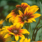 Daisy, Gloriosa (pack) - Grow Organic Daisy, Gloriosa (pack) Flower Seed & Bulbs