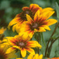 Daisy, Gloriosa (1/4 lb) - Grow Organic Daisy, Gloriosa (1/4 lb) Flower Seed & Bulbs