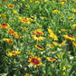 Daisy, Gloriosa (1/4 lb) - Grow Organic Daisy, Gloriosa (1/4 lb) Flower Seed & Bulbs