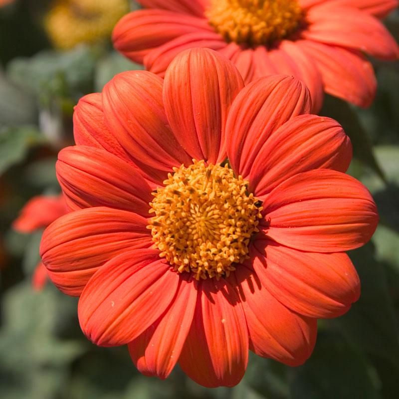 Mexican Sunflower (pack) - Grow Organic Mexican Sunflower (pack) Flower Seeds