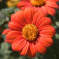 Mexican Sunflower (1/4 lb) - Grow Organic Mexican Sunflower (1/4 lb) Flower Seeds