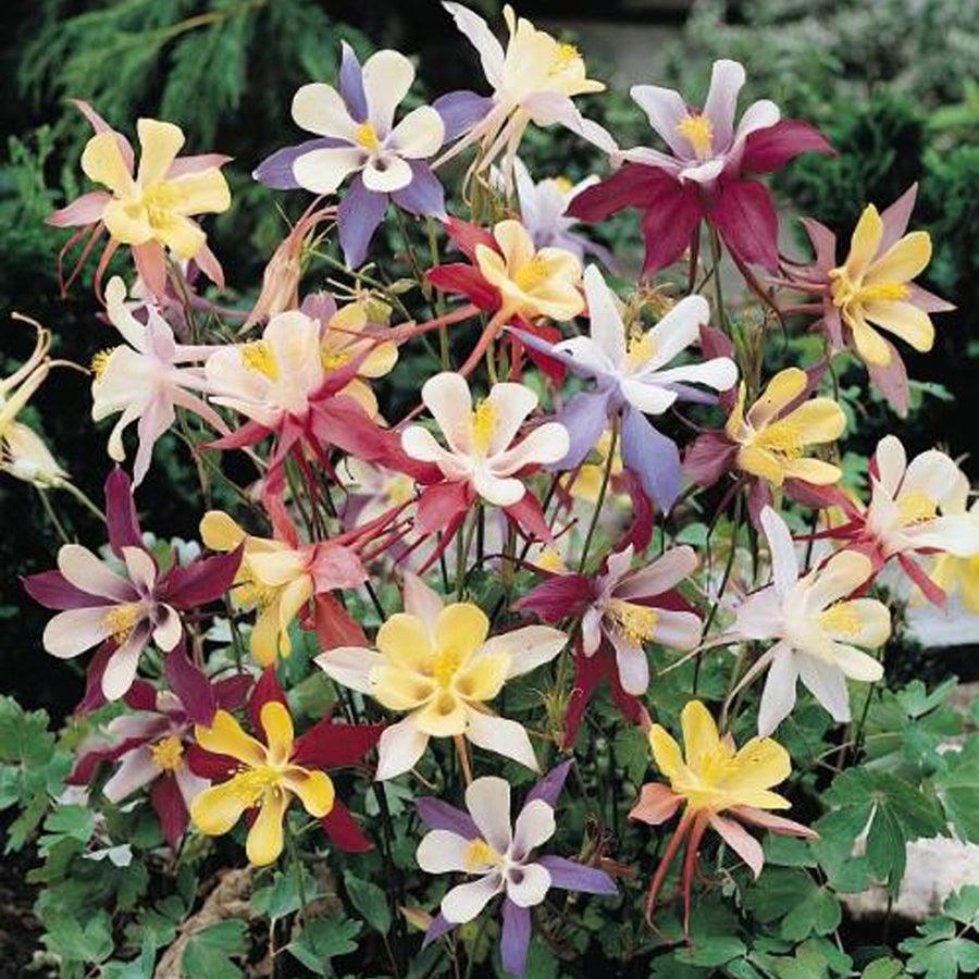 Columbine, "McKana's Giant Mix" (pack) - Grow Organic Columbine, "McKana's Giant Mix" (pack) Flower Seeds
