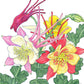 Columbine, "McKana's Giant Mix" (pack) - Grow Organic Columbine, "McKana's Giant Mix" (pack) Flower Seeds