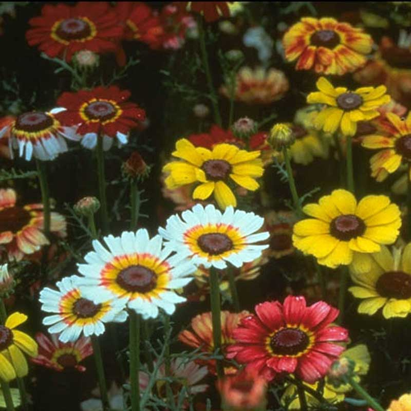 Daisy, Tricolor Mix (pack) - Grow Organic Daisy, Tricolor Mix (pack) Flower Seed & Bulbs