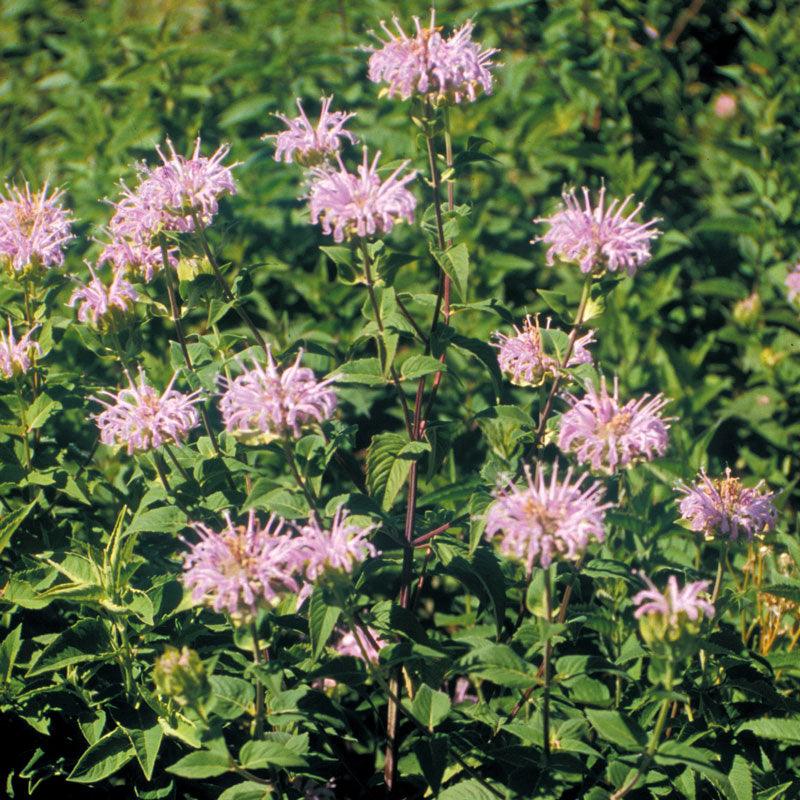 Bee Balm (pack) - Grow Organic Bee Balm (pack) Flower Seeds