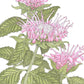 Bee Balm (pack) - Grow Organic Bee Balm (pack) Flower Seeds