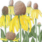 Coneflower, Yellow Prairie (pack) - Grow Organic