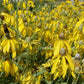 Coneflower, Yellow Prairie (pack) - Grow Organic