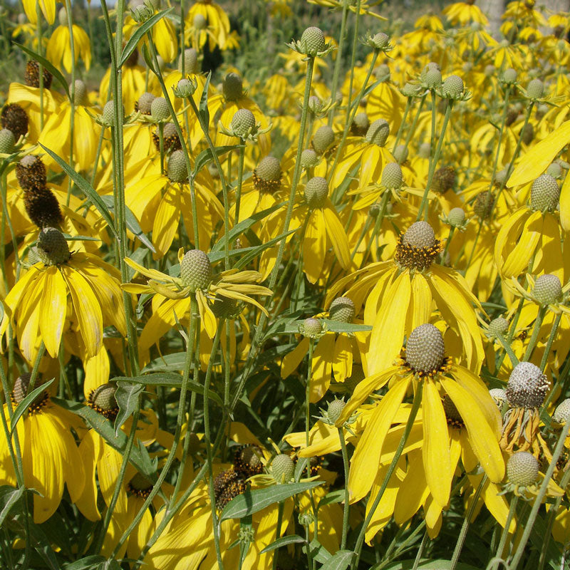 Coneflower, Yellow Prairie (pack) - Grow Organic Coneflower, Yellow Prairie (pack) Flower Seed & Bulbs