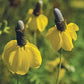 Coneflower, Yellow Prairie (pack) - Grow Organic