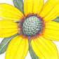 Coneflower, Clasping (pack) - Grow Organic Coneflower, Clasping (pack) Flower Seed & Bulbs