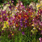 Snapdragon, Spurred (pack) - Grow Organic Snapdragon, Spurred (pack) Flower Seeds