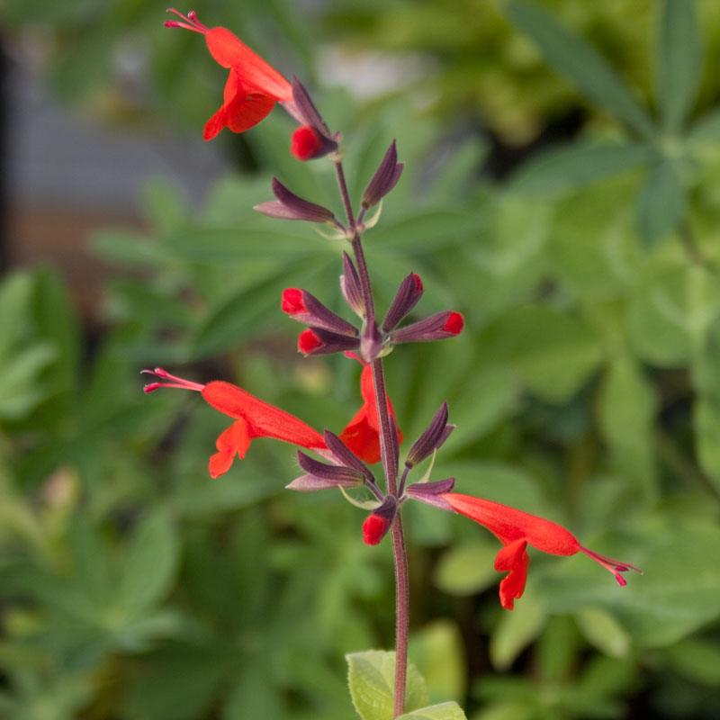Sage, Scarlet (pack) - Grow Organic