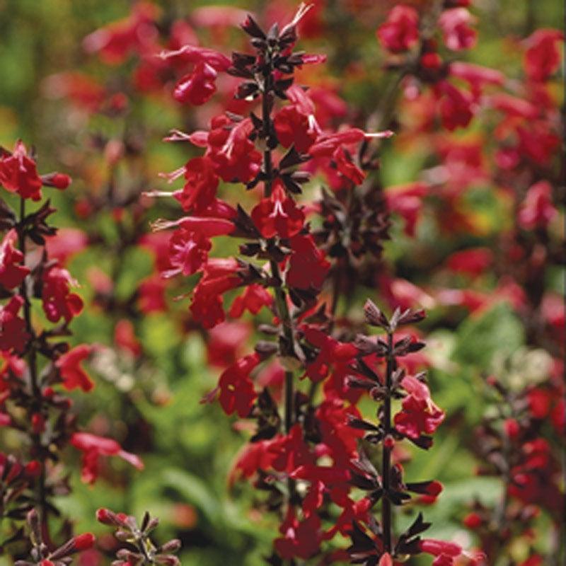 Sage, Scarlet (pack) - Grow Organic