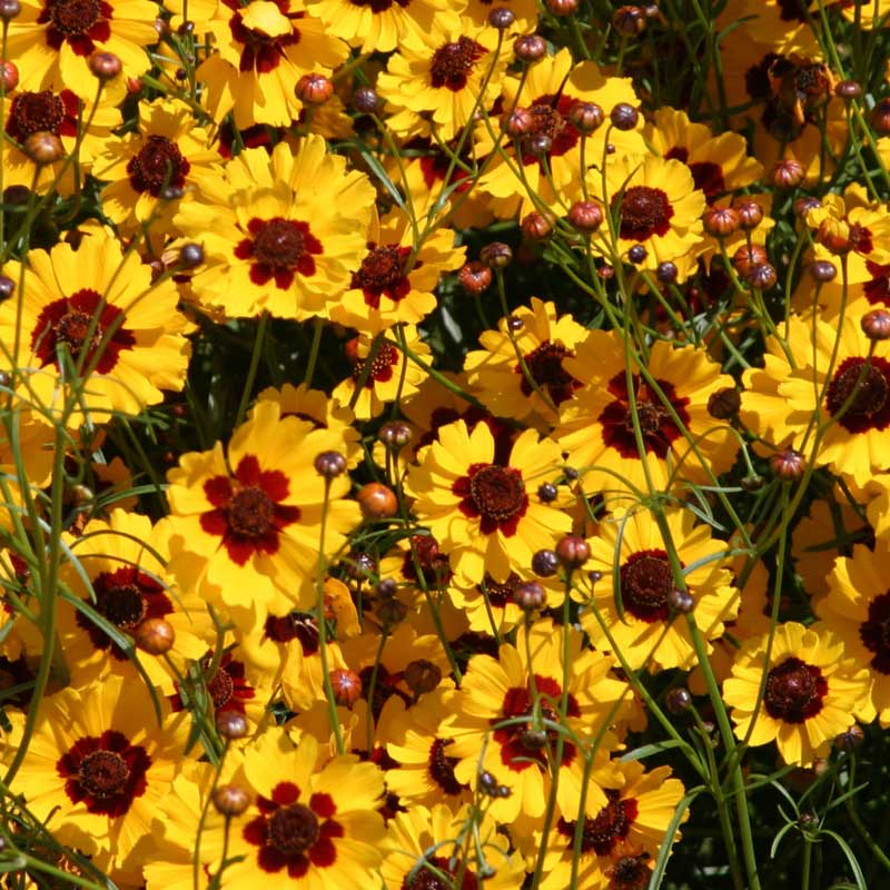 Coreopsis, Plains (pack) - Grow Organic Coreopsis, Plains (pack) Flower Seed & Bulbs