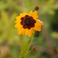 Coreopsis, Plains (1/4 lb) - Grow Organic Coreopsis, Plains (1/4 lb) Flower Seed & Bulbs