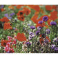 North American Shade Wildflower Mix - Grow Organic North American Shade Wildflower Mix (lb) Flower Seeds