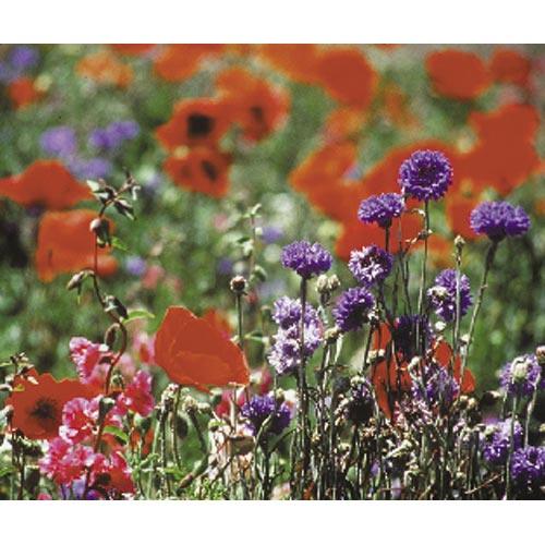 North American Shade Wildflower Mix - Grow Organic North American Shade Wildflower Mix (lb) Flower Seeds