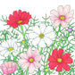 Cosmos, Sensation Mix (pack) - Grow Organic Cosmos, Sensation Mix (pack) Flower Seed & Bulbs