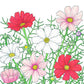 Cosmos, Sensation Mix (pack) - Grow Organic
