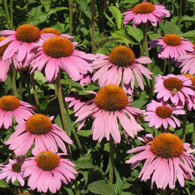 Coneflower, Purple - Grow Organic Coneflower, Purple (lb) Flower Seed & Bulbs