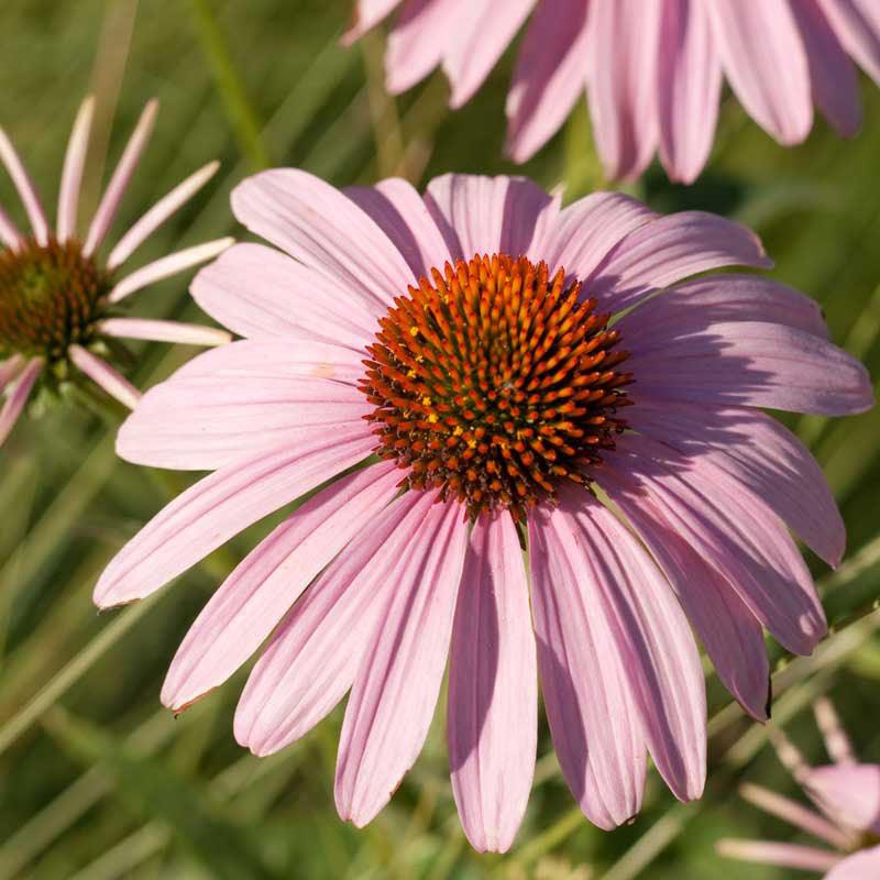 echinacea purple coneflower seeds - perennial wildflower - non gmo Coneflower, Purple (1/4 lb)