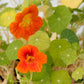 Nasturtium, Dwarf Jewel Mix (lb) - Grow Organic