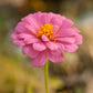Zinnia, California Mix (lb) - Grow Organic